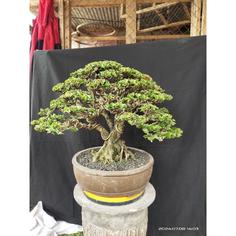 Bonsai Asoka Merah sudah jadi dan siap kontes