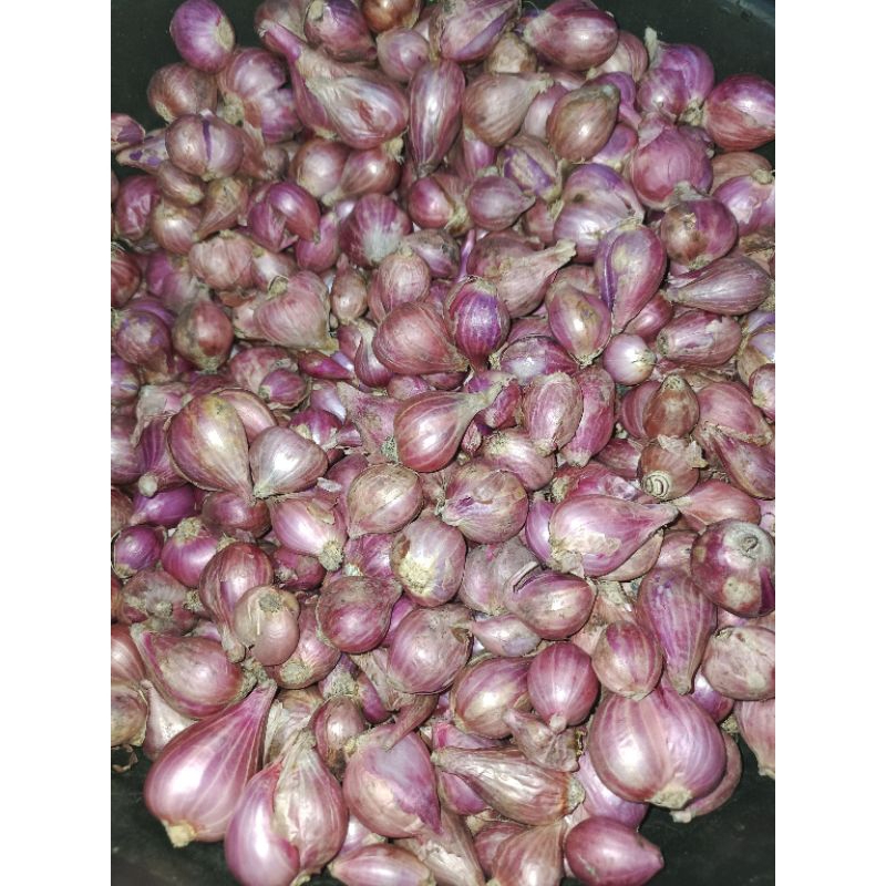 

BAWANG MERAH 1 KG