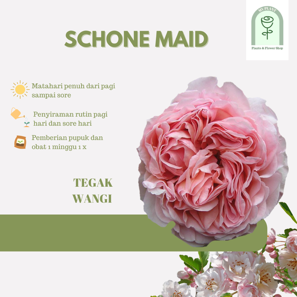 Tanaman Hidup Bunga Mawar Import SCHONE MAID-Ukuran Dewasa-mawar import pink-Mawar Cantik-Mawar hidu