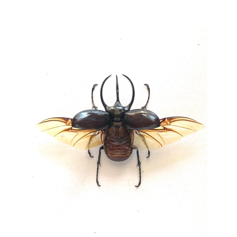 awetan kumbang tanduk chalcosoma caucasus
