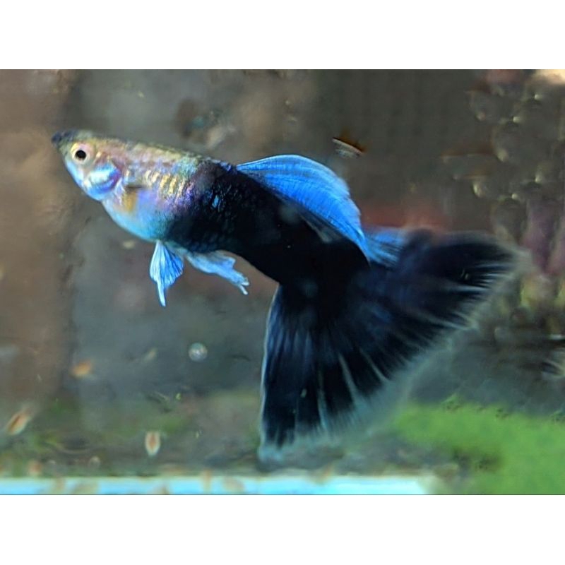 ikan guppy hb blue hiasan aquarium