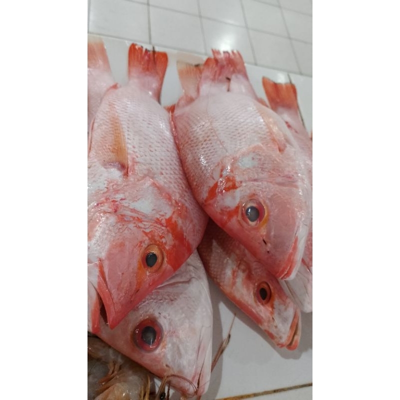 ikan kakap merah 1kg