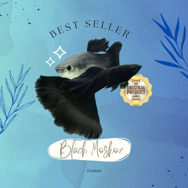 (LANGSUNG DI-KIRIM) Aksesoris Akuarium GUPPY Black Moscow gen carrier Ribbon Fin C Long Ear