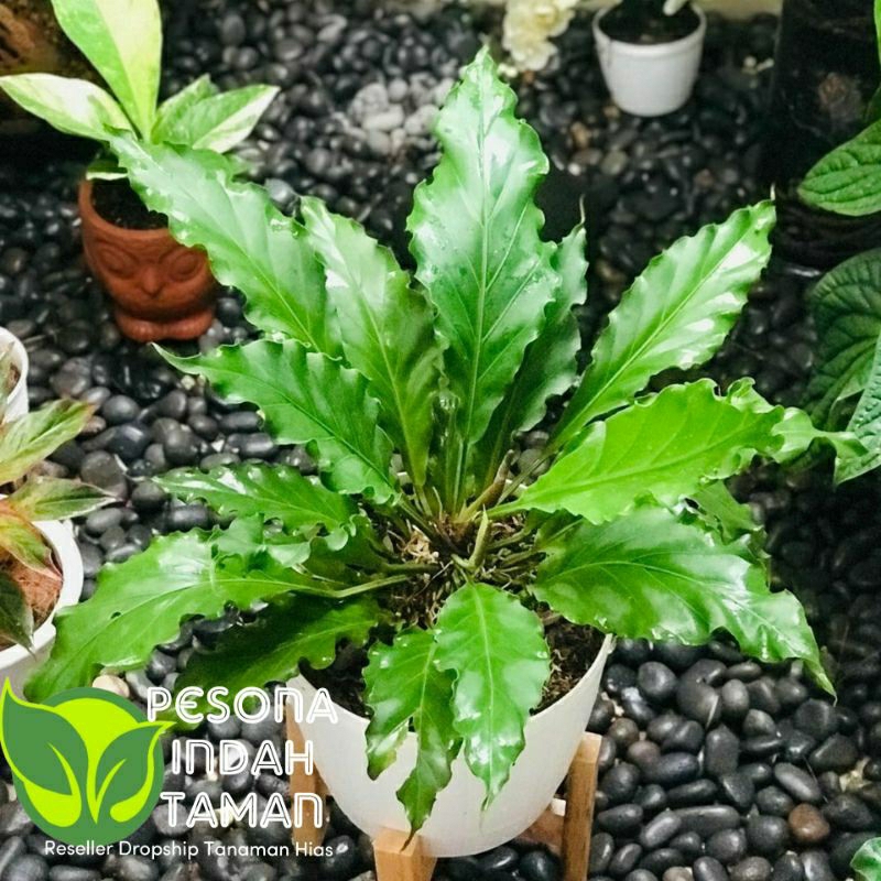 Tanaman hias anthurium gelombang cinta - Anthurium gelombang cinta