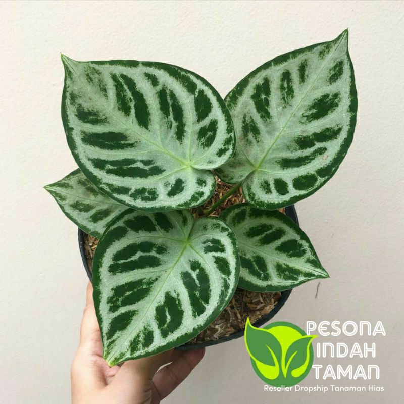 Tanaman hias anthurium dorayaki silver blush - Dorayaki silver