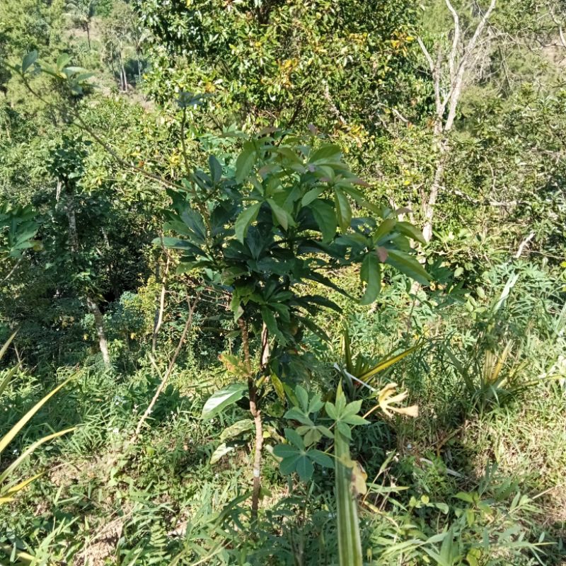 

daun alpukat segar per lembar
