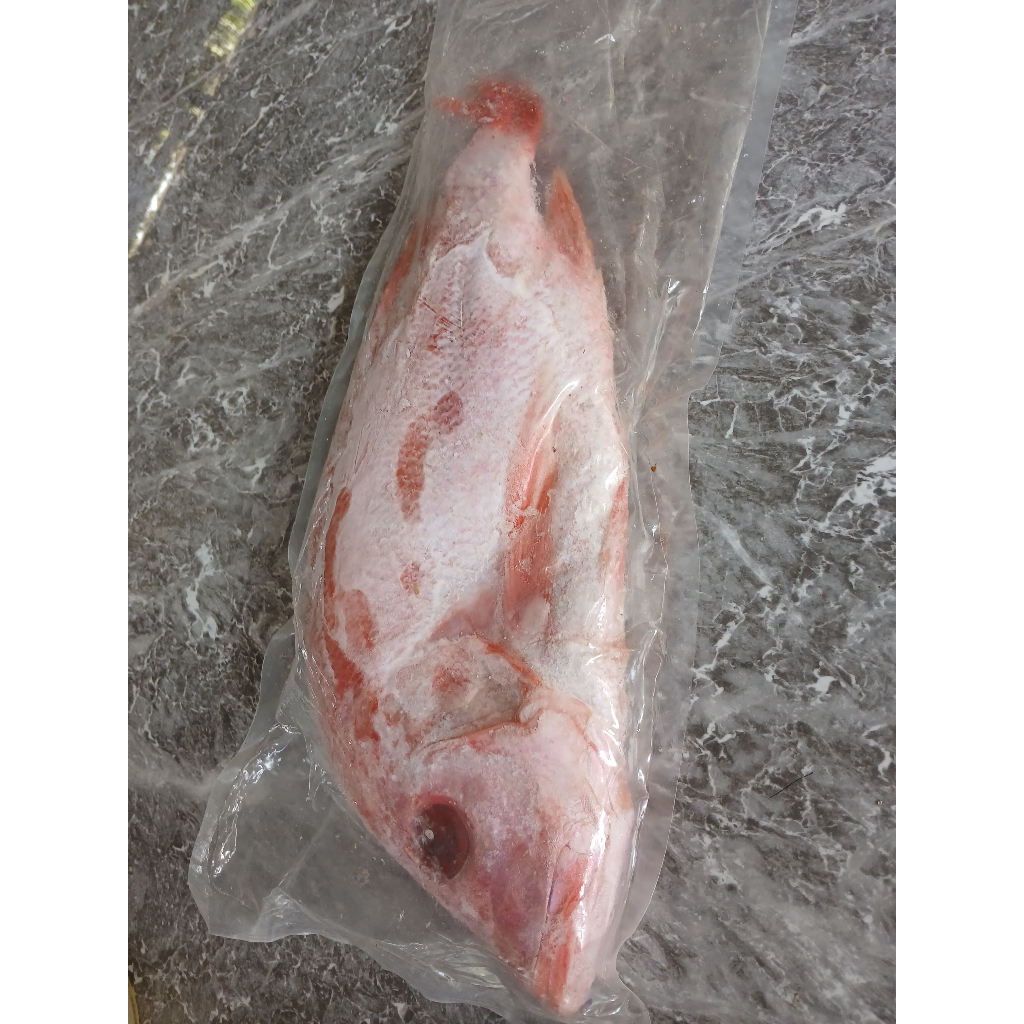 

Ikan Kakap Merah frozen kisaran berat 1 kg per ekor/ikan kakap merah/ikan laut