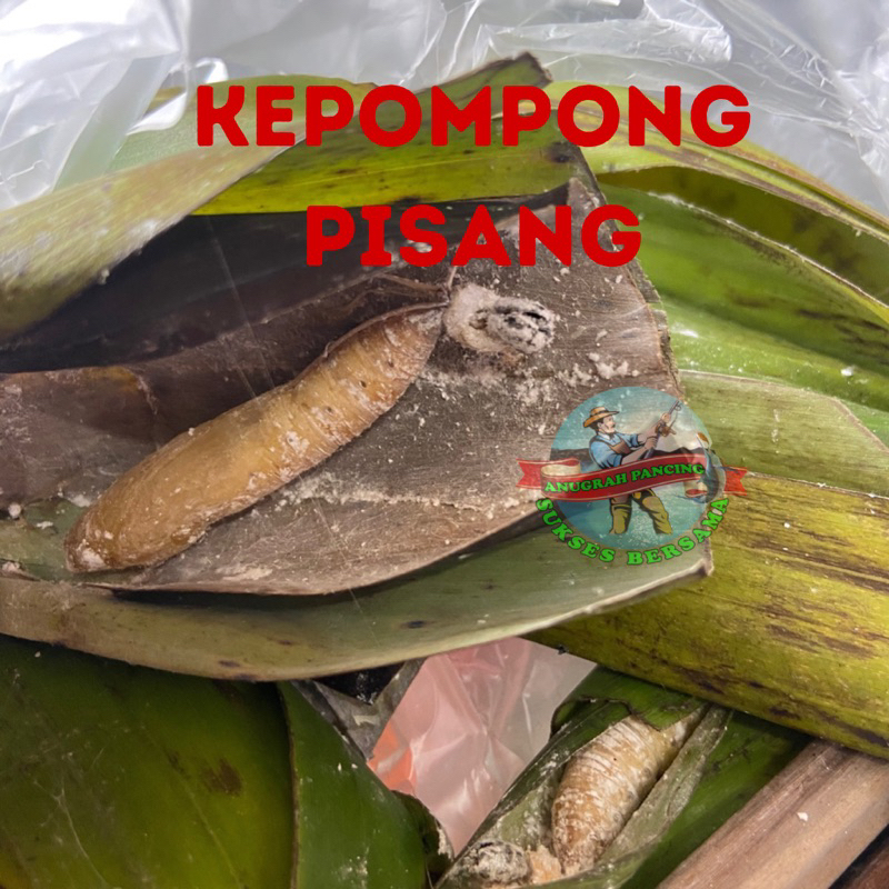 Kepompong Pisang Umpan Ikan Bawal
