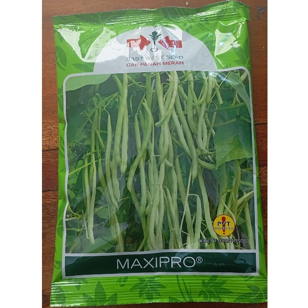 Benih Buncis Maxipro 500 gr