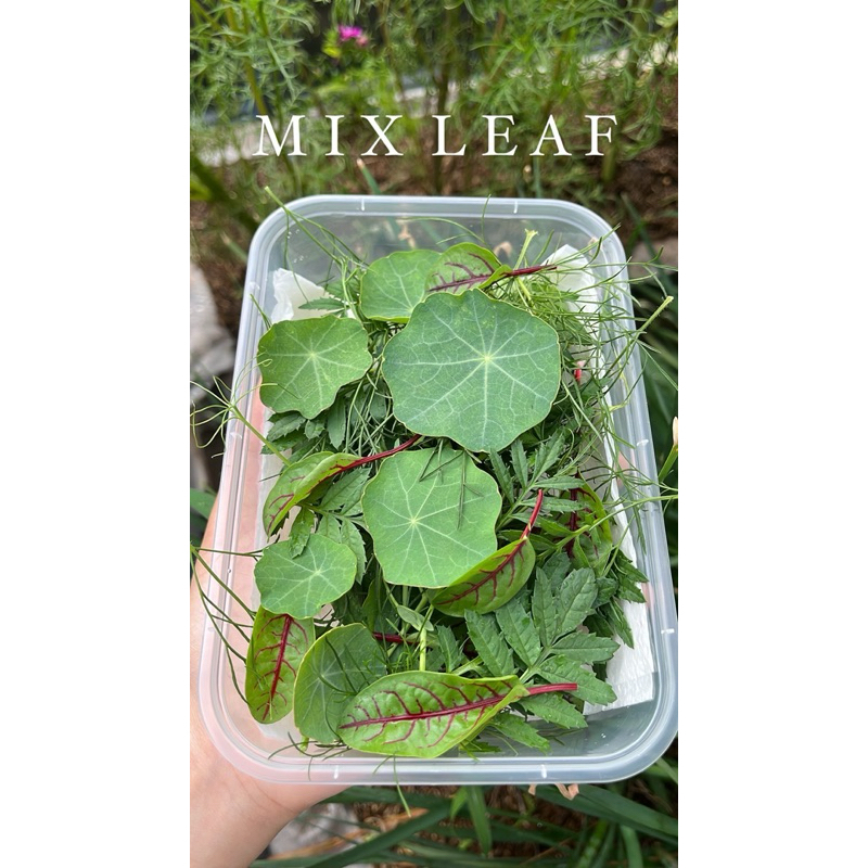 

Mix assorted edible leaves| mint | peashoot| nasturtium| marigold.