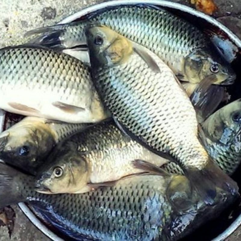 

1 Paket Ikan Mas dan Nila 1kg