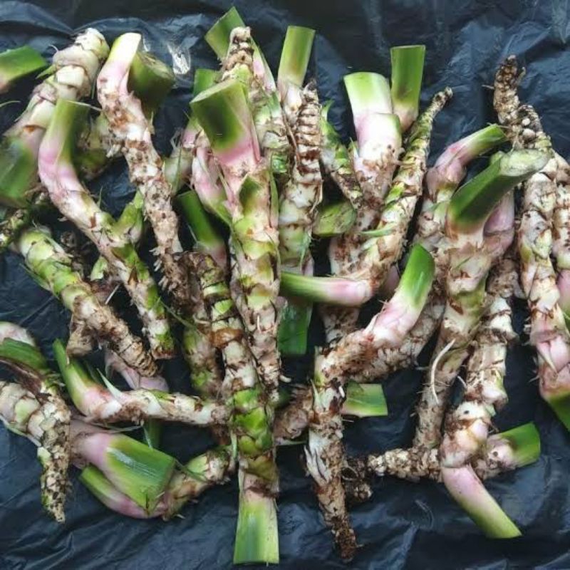 

BSM | TERMURAH Akar Jeringau Dlingo Segar 250gr - 1kg / Akar Jeringau / Akar Jeringo Dlingo / Jeringau Segar