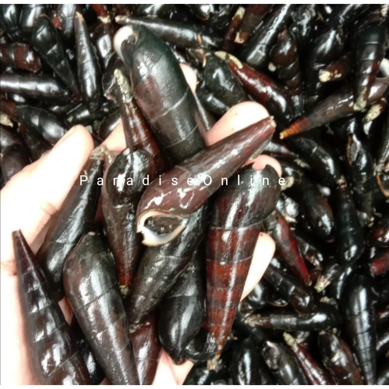

Susuh laut/Tutut laut segar 1kg