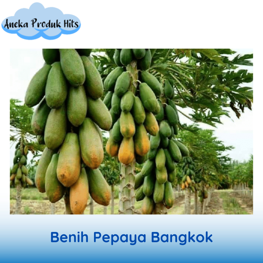 Benih Pepaya Bangkok Berkualitas isi 5 biji