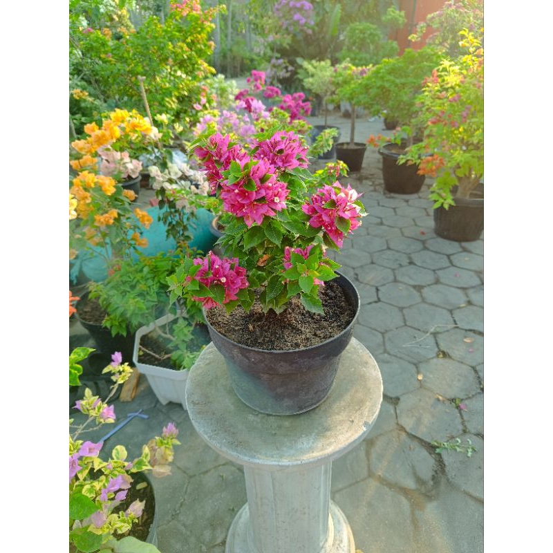 tanaman hias Bougenville Singapura merah rimbun