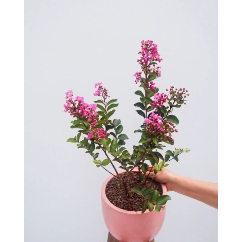 Tanaman Hias Hidup Bunga Sakura Lokal | Sakura Mini Bunga Pink