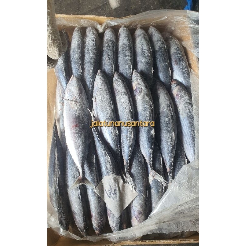 

Ikan Cakalang Beku Kapal