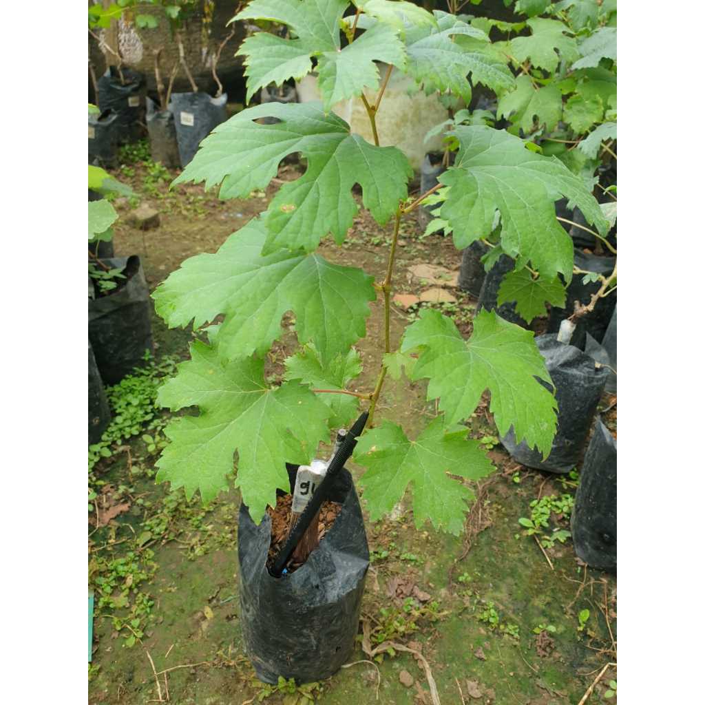 Bibit Anggur Ninel Grafting - Anggur Impor - Berbuah Lebat