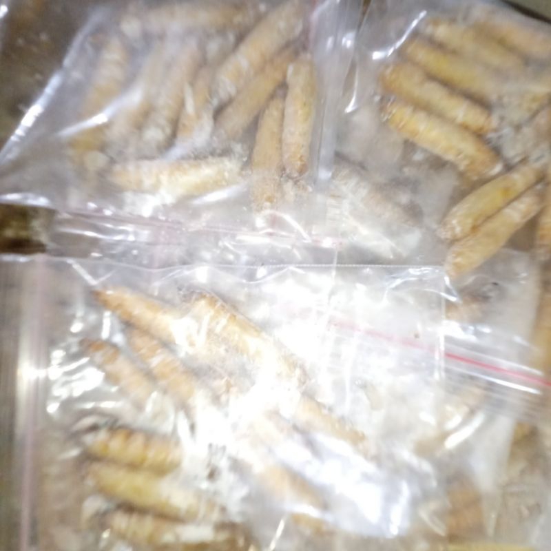 Umpan Mancing Bawal siap pakai kepompong Pisang