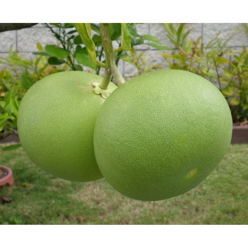 BIBIT JERUK PAMELO PAMELO MADU SPESIAL LIVE.