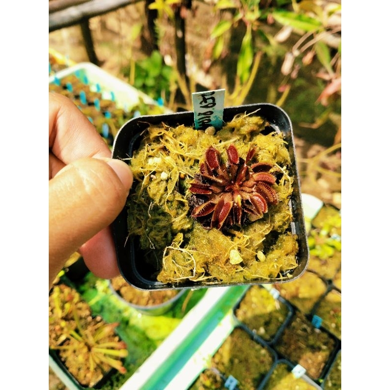 Venus FlyTrap Red Piranha Venus Fly Trap Red Piranha