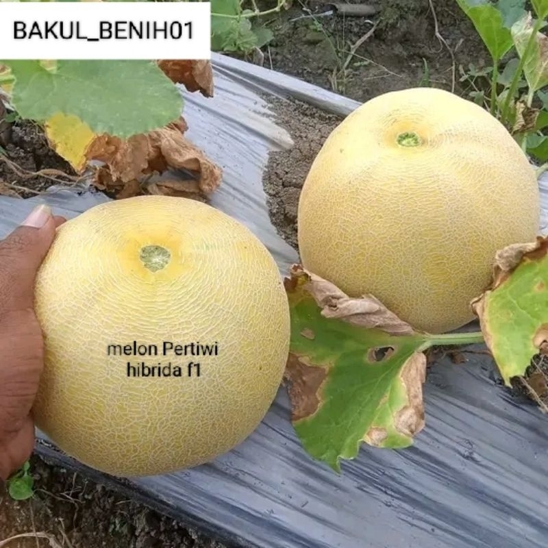 TERMURAH 150+ BENIH MELON PERTIWI HIBRIDA F1 BIBIT UNGGUL