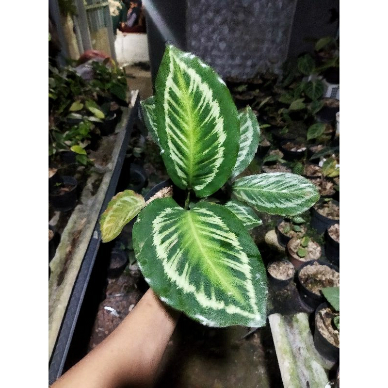 calathea flamestar