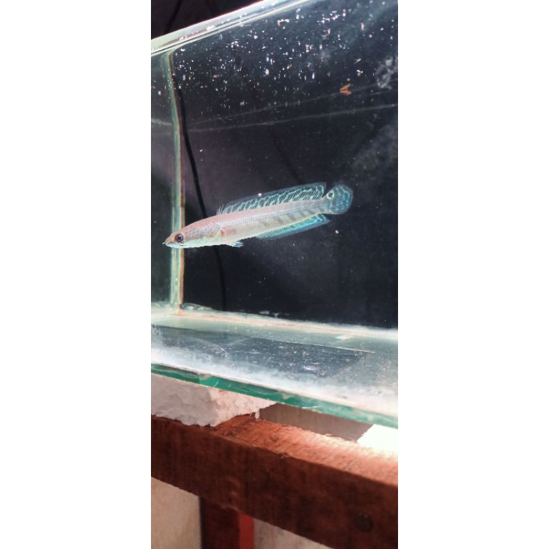 YELLOW SENTARUM BAHAN BATIK