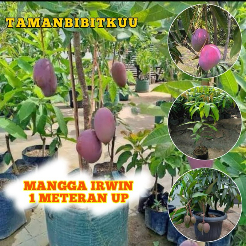 Bibit Mangga Irwin Super 1 Meter Up Batang Besar Siap Berbunga Dan Berbuah