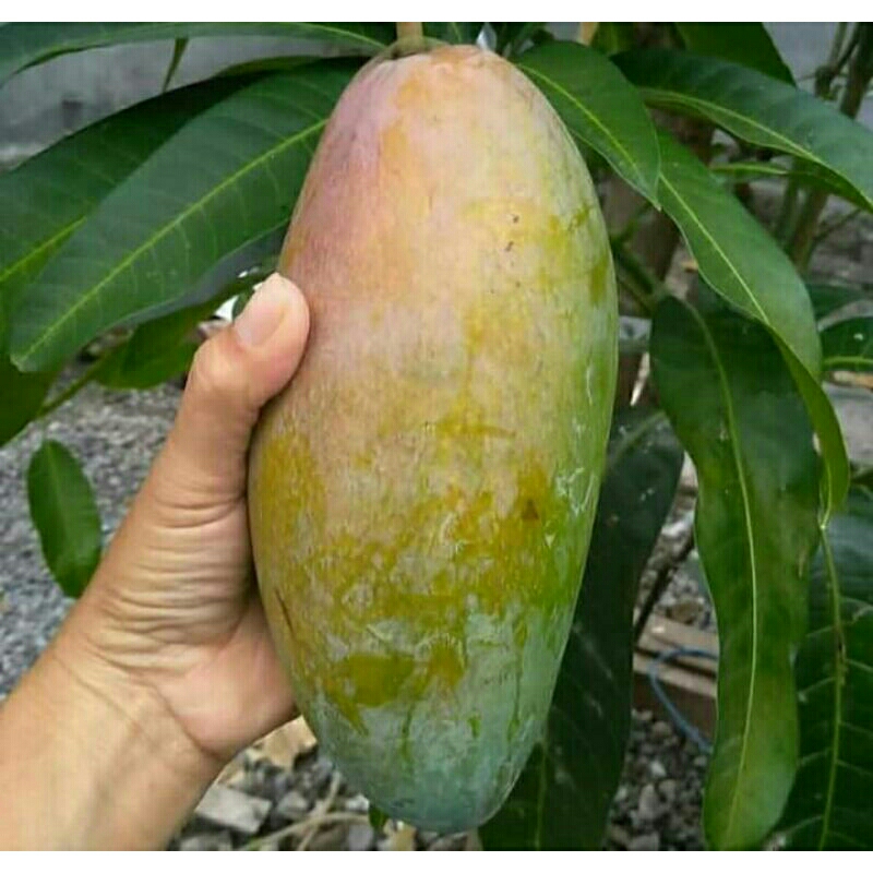 Bibit Mangga Kiojay Ukuran 1 Meter Siap Berbuah