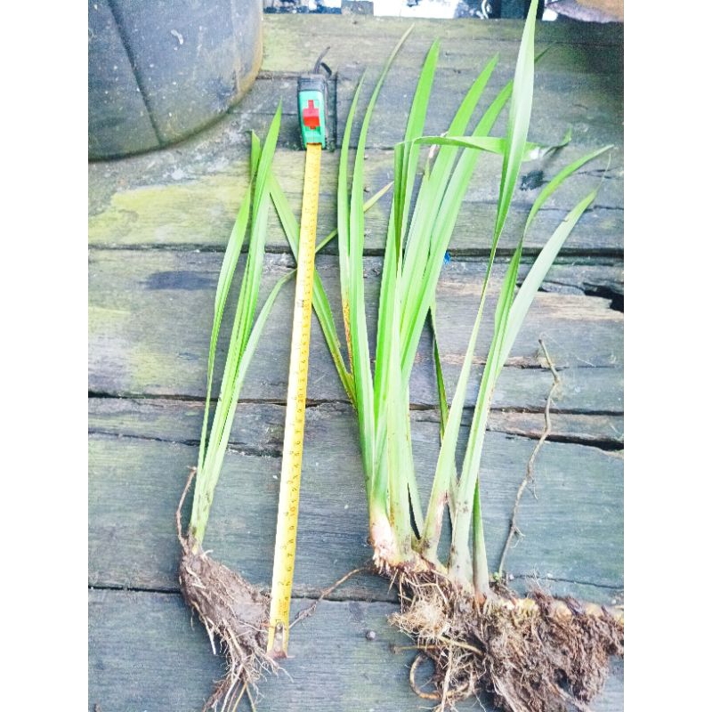 Jerangau / Jeringo / Dlingo (Acorus calamus)