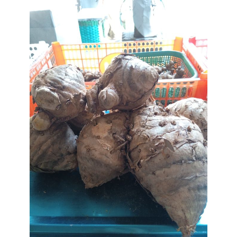 

TEMULAWAK 1KG FRESH, ASLI GUNUNG
