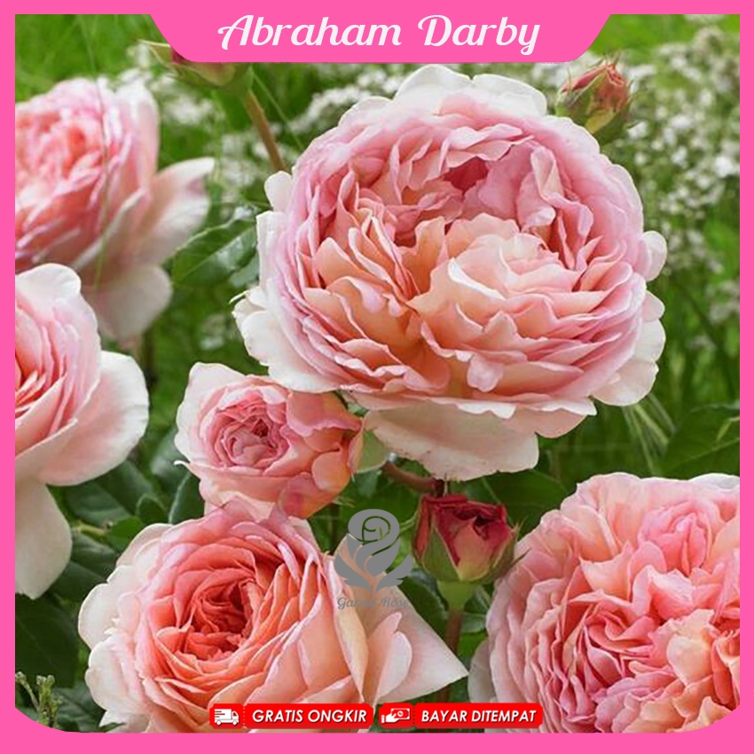 Mawar Import Abraham Darby