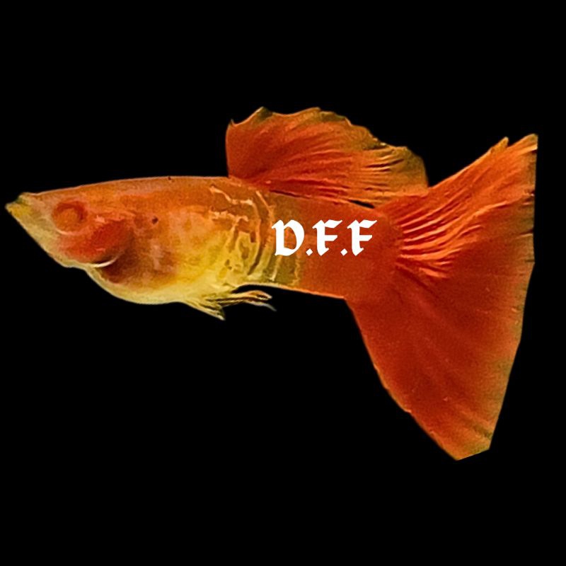 

kardus packing-albin0 sn4keskin red t4il glassbelly