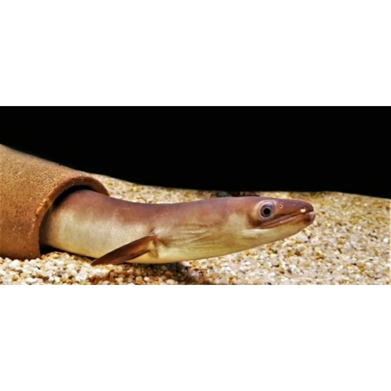 Sidat l Anguilla Bicolor