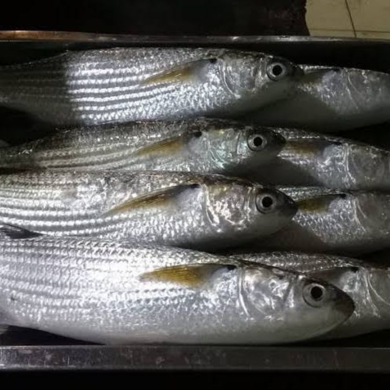 

ikan belanak segar fresh - 1 kilogram