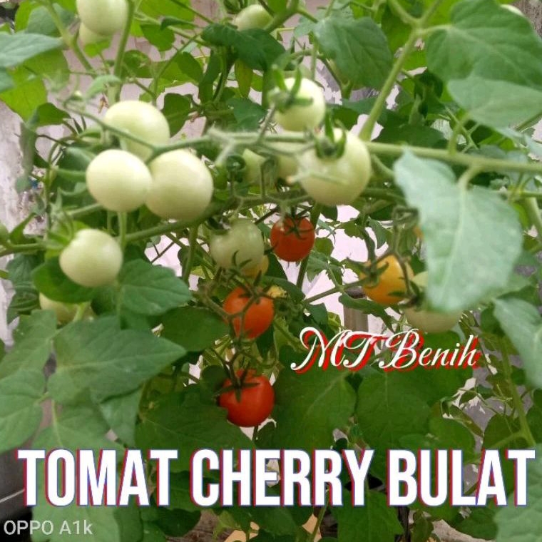 20 Bibit/benih biji Tomat cherry merah bulat tomat cery ceri