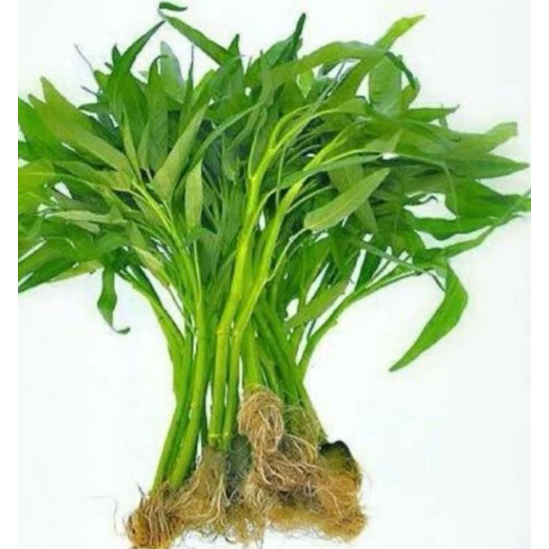 

kangkung 1ikat