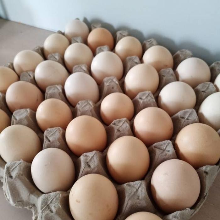 

Telur Ayam Kampung