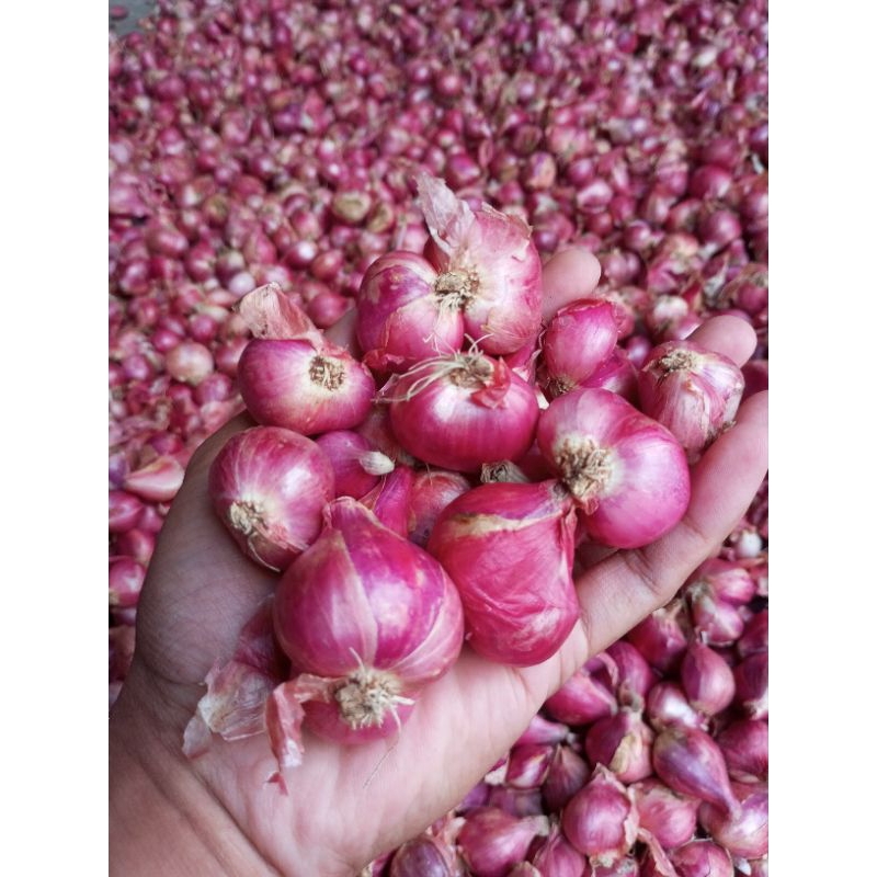 

Bawang Merah Nganjuk