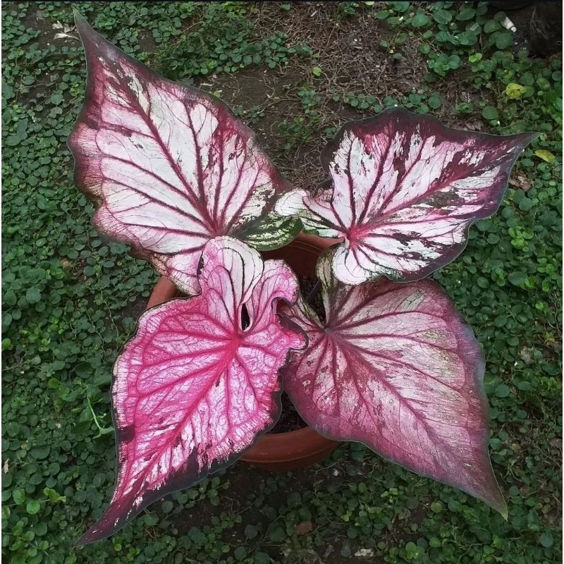 Tanaman Hias Caladium New hybrid-Keladi Thai Series Cantik