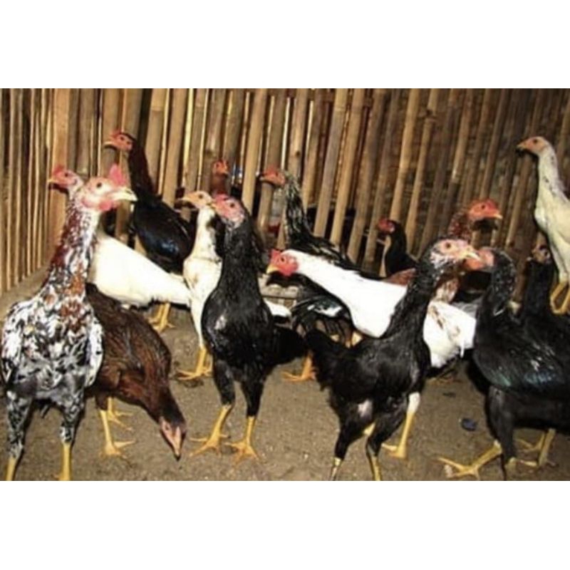 

Ayam kampung per ekor