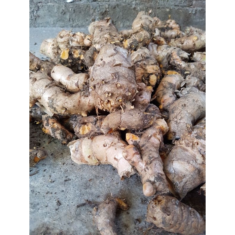 

Temulawak Segar 1 Kg