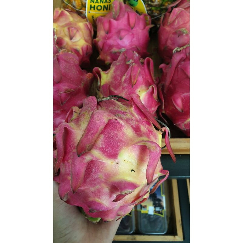 

Naga merah