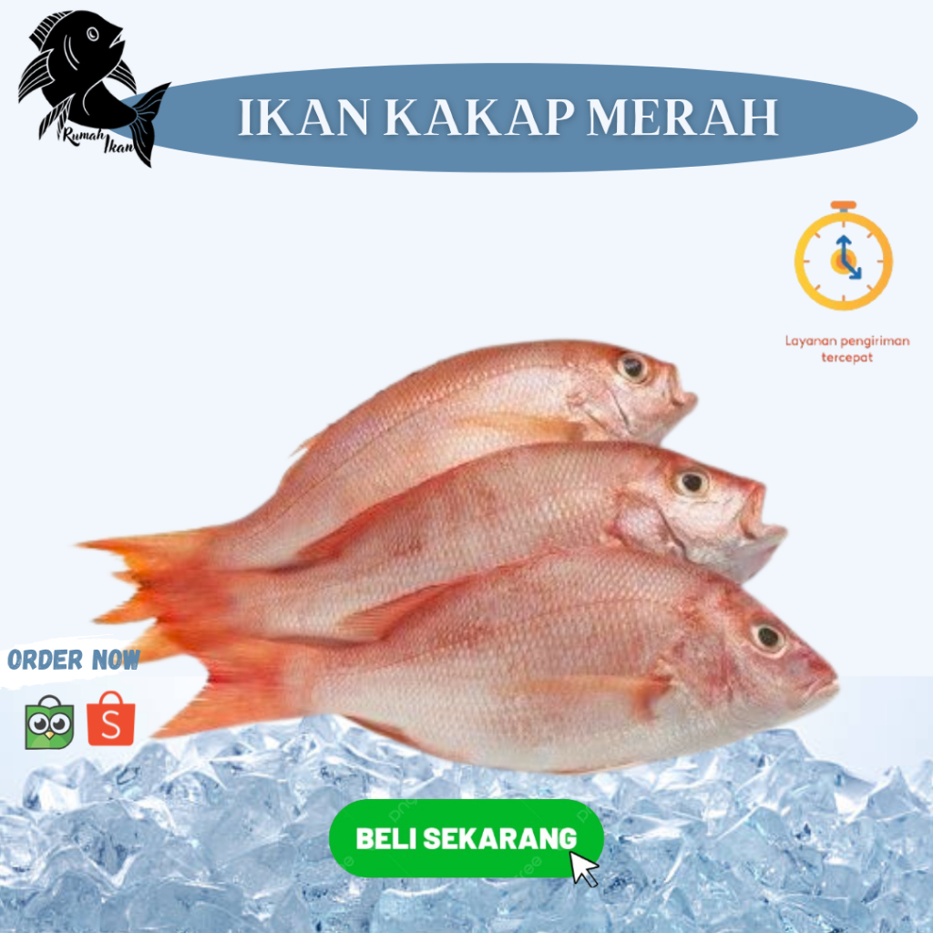 

Ikan Kakap Merah Segar pilihan 1Kg