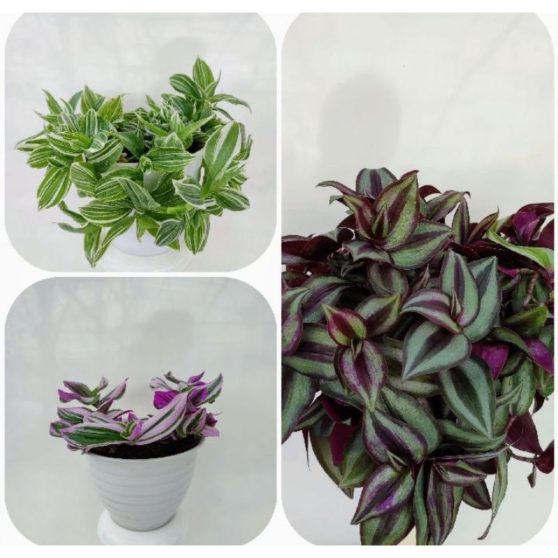 3 Jenis Tanaman Hias Bunga Gantung  Tradescantia | Tanaman Hidup COD