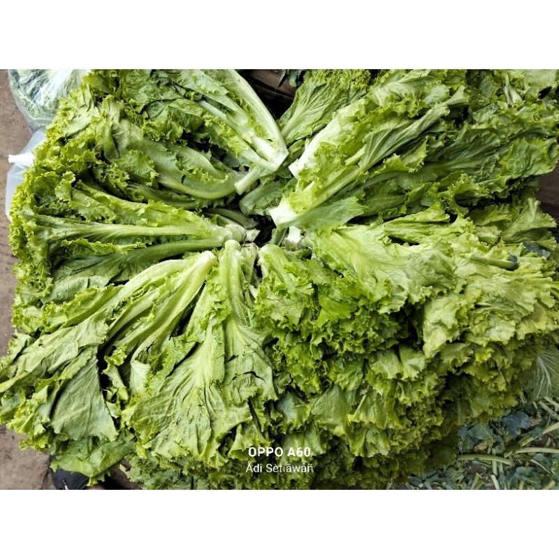 

Selada Fresh