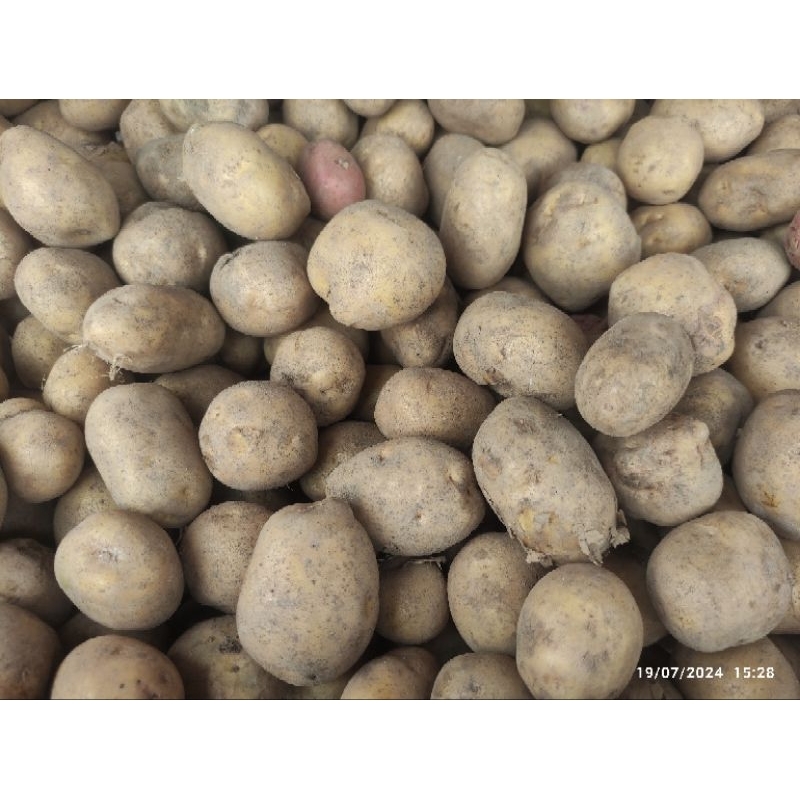 

Kentang 1KG