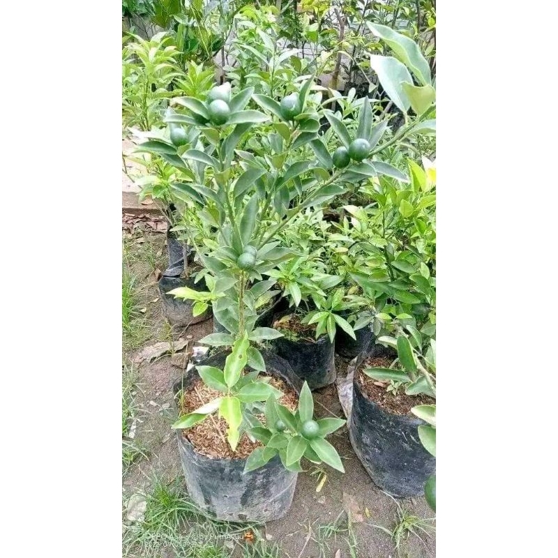 Bibit Santang Madu Sudah Berbuah