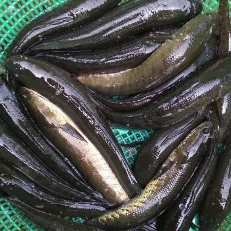 

Ikan Gabus Segar